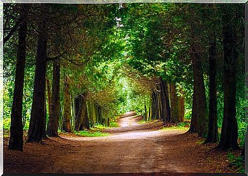 A Very Beautiful Forest Road