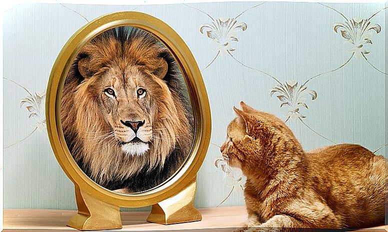 Cat sees lion in mirror