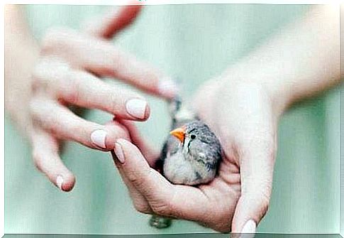 bird in hand