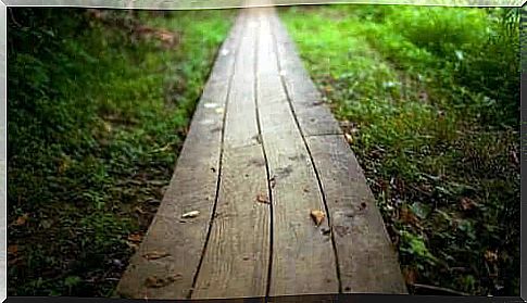 A wooden path in the grass