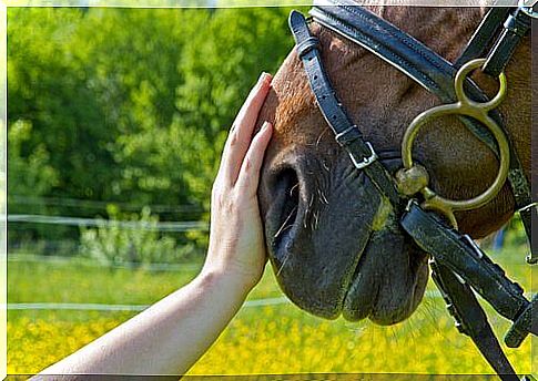 petting a horse