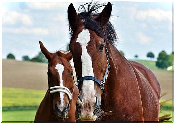 Two horses in a meadow