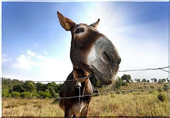 Some people are like Buridan's donkey