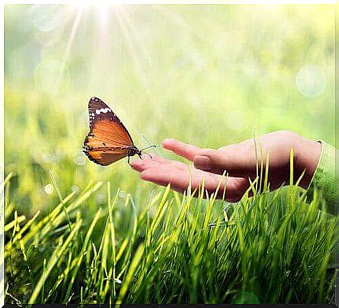 Butterfly on a woman's finger