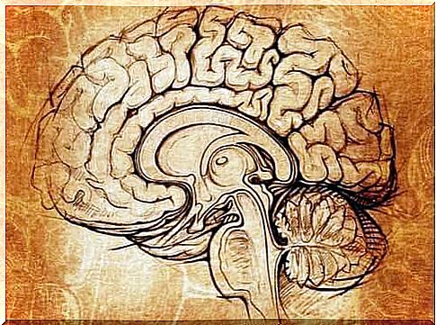 The Nucleus Lentiformis: Center for Learning and Motivation