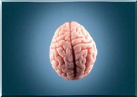 An image of the brain seen from above