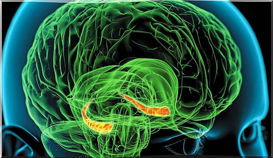 The hippocampus in the brain